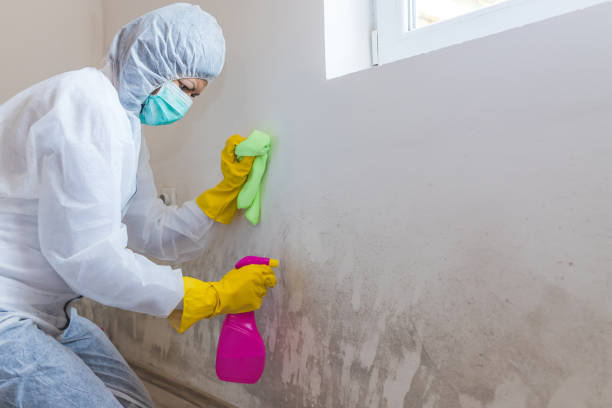 Best Residential Mold Inspection & Testing  in Licking, MO